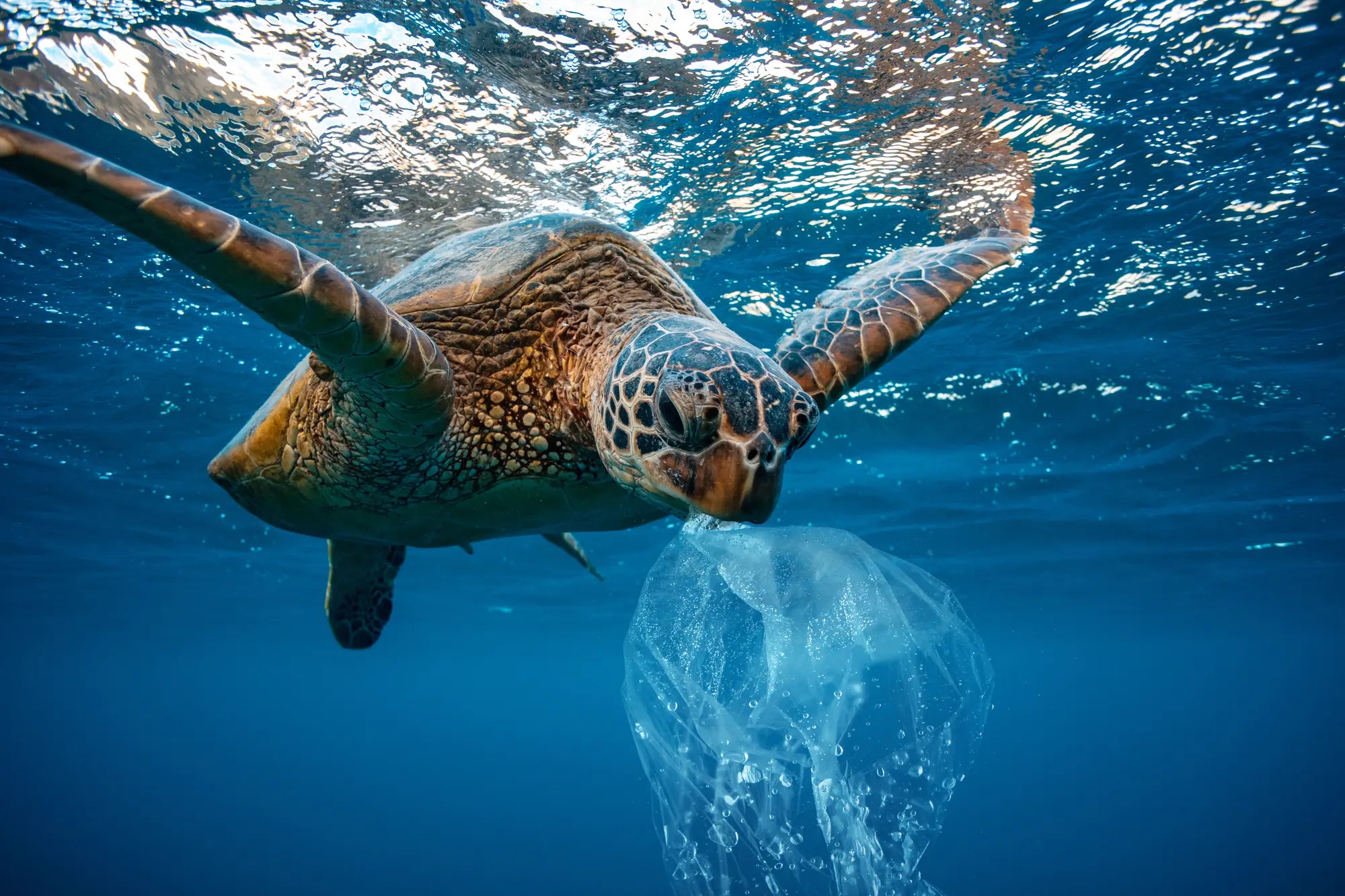 Surfers Against Sewage: The Uphill Battle