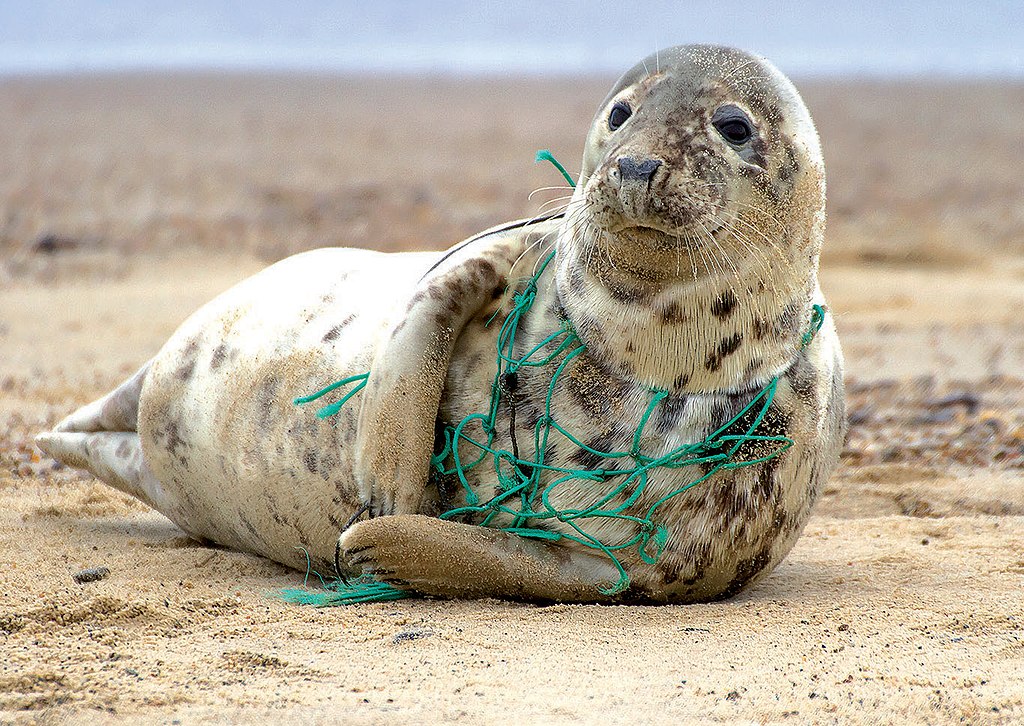 Seal entangled in plastic netting